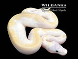 Leopard Super Fire Ball Python ♀ '26