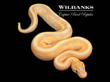 Banana Super Specter Ball Python ♂ '26