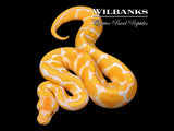 Lavender Albino Enchi Ball Python ♂ '26