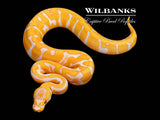 Lavender Leopard Enchi Ball Python ♀ '26