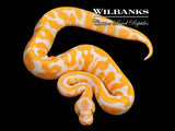 Lavender Confusion Ball Python ♀ '26
