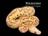 FireFly Clown Ball Python ♀ '26