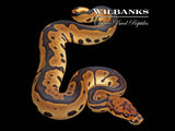 Leopard Sable Clown Ball Python ♂ '26