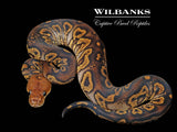 Stranger Clown Ball Python ♂ '26