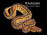 Lace Clown Ball Python ♀ '26