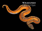 Blackhead Enchi Pied Ball Python ♂ '26