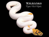Orange Dream Sugar Fire Clown Pied Ball Python ♂ '26