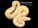 Albino Ball Python ♂ '26