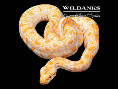 Illustration of Breeding Program For Burmese Pythons