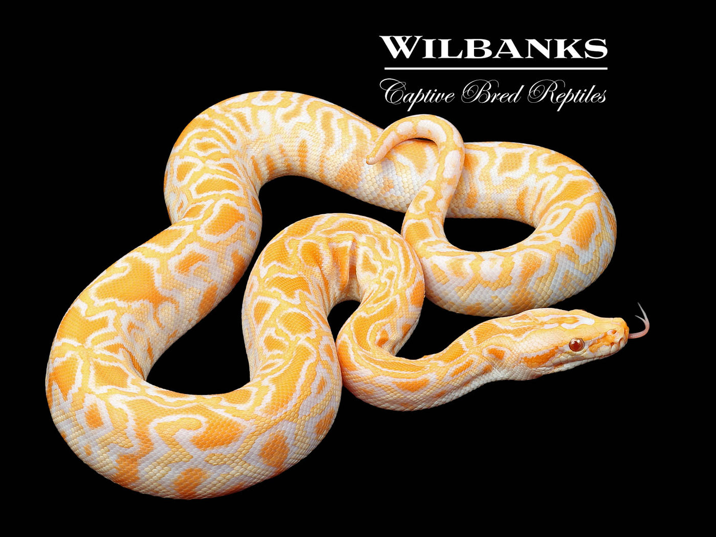 Albino 100% Het. Pied (imperfect tail) Burmese Python  ♀ '24