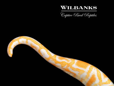 Albino 100% Het. Pied (imperfect tail) Burmese Python  ♀ '24