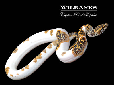 Burmese Python Price Burmese Python for Sale | Shop Online – Wilbanks Captive Bred Reptiles