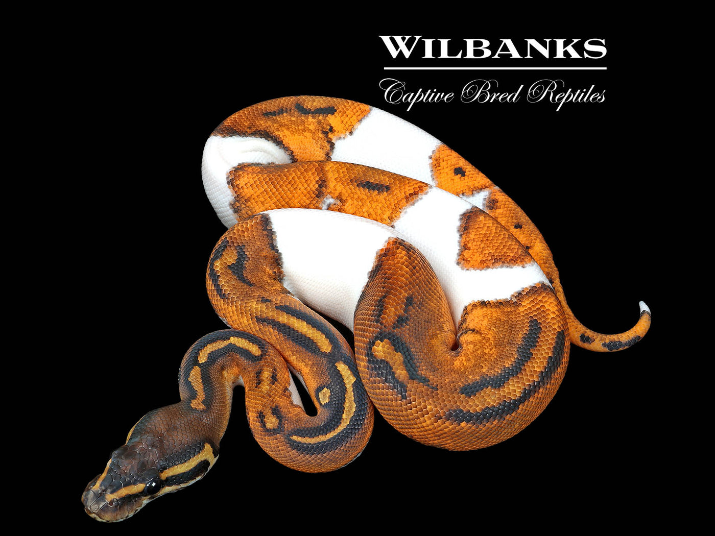 Orange Dream Blackhead Pied 66% PH Clown Ball Python ♂ '25