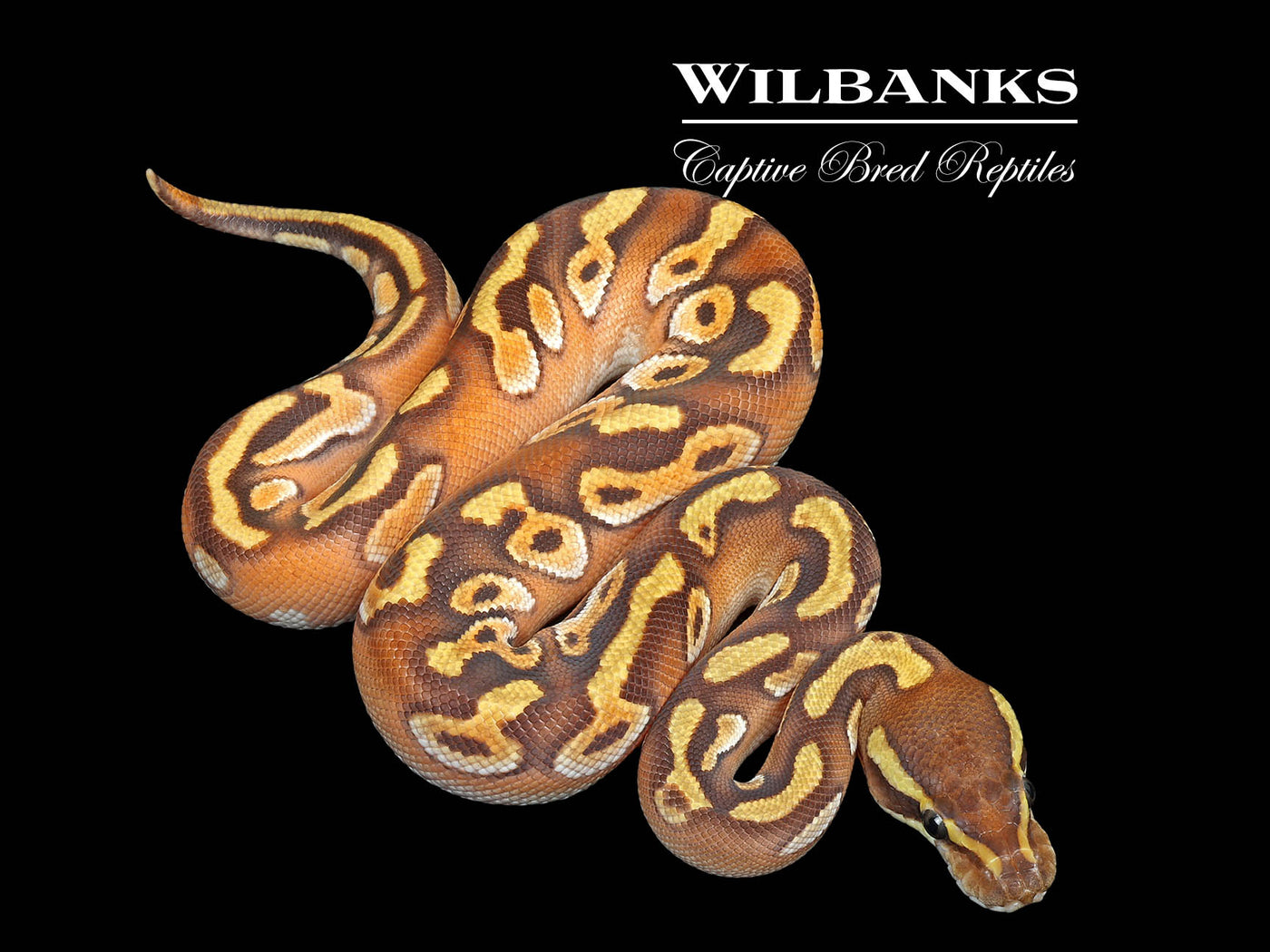 Orange Dream Black Pastel Mojave Enchi Ball Python ♂ '25