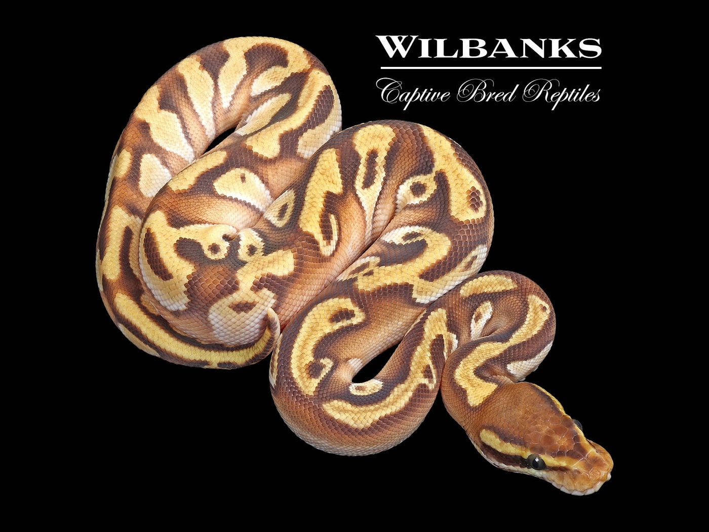 Orange Dream Mojave Enchi Ball Python ♂ '25