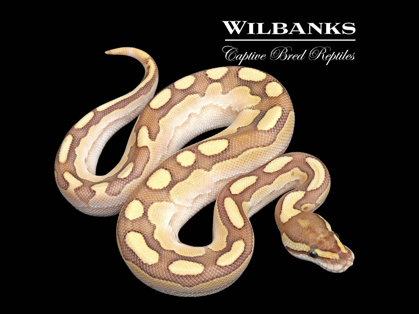 Sugar Nuclear Ball Python ♂ '25