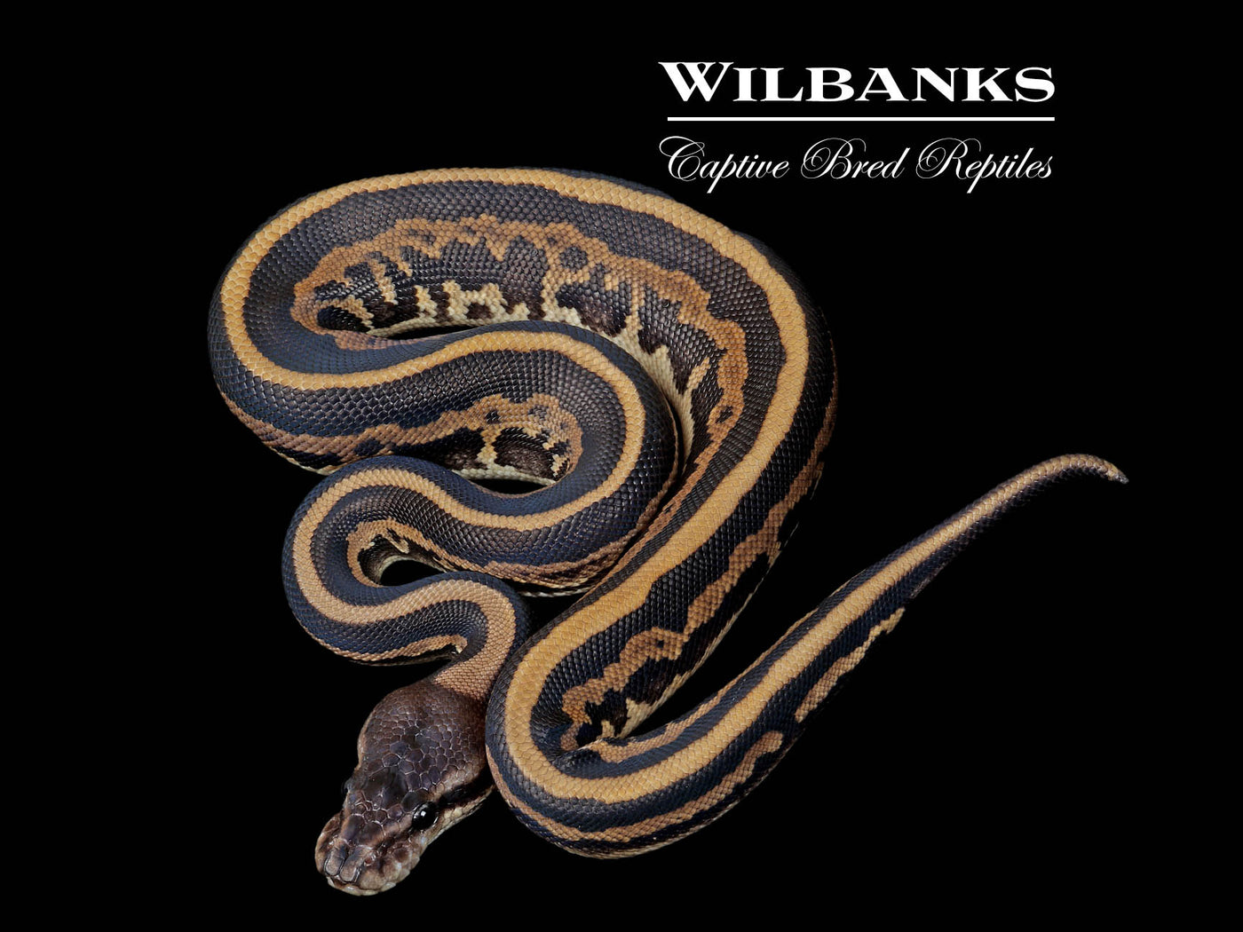 Leopard Cinnamon 100% Het. VPI Axanthic Ball Python ♂ '25