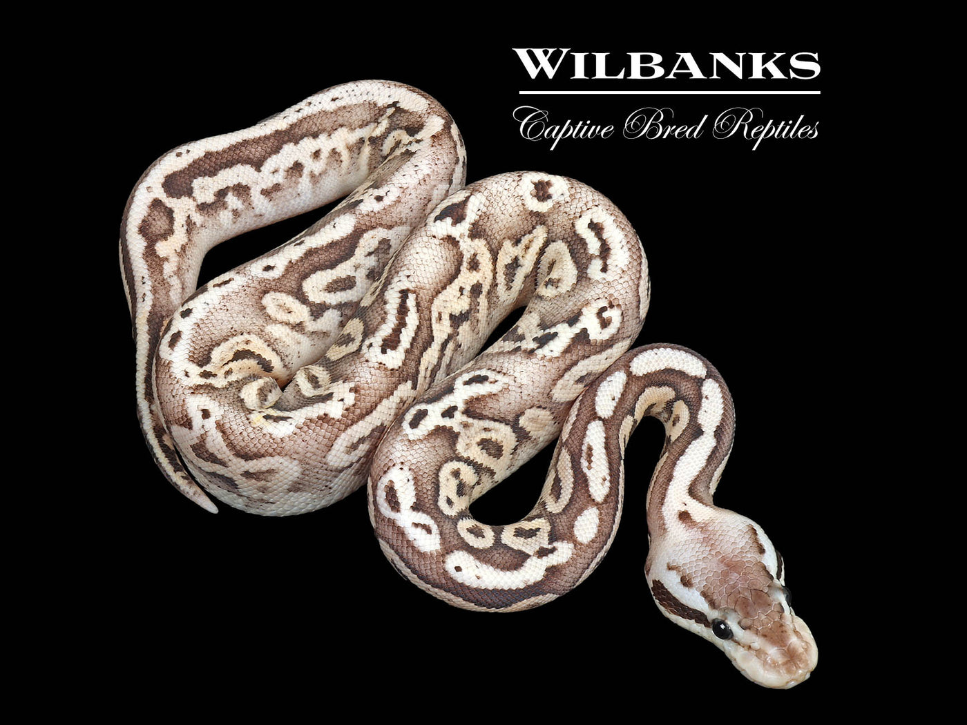 Black Pewter Fire Ball Python ♀ '25