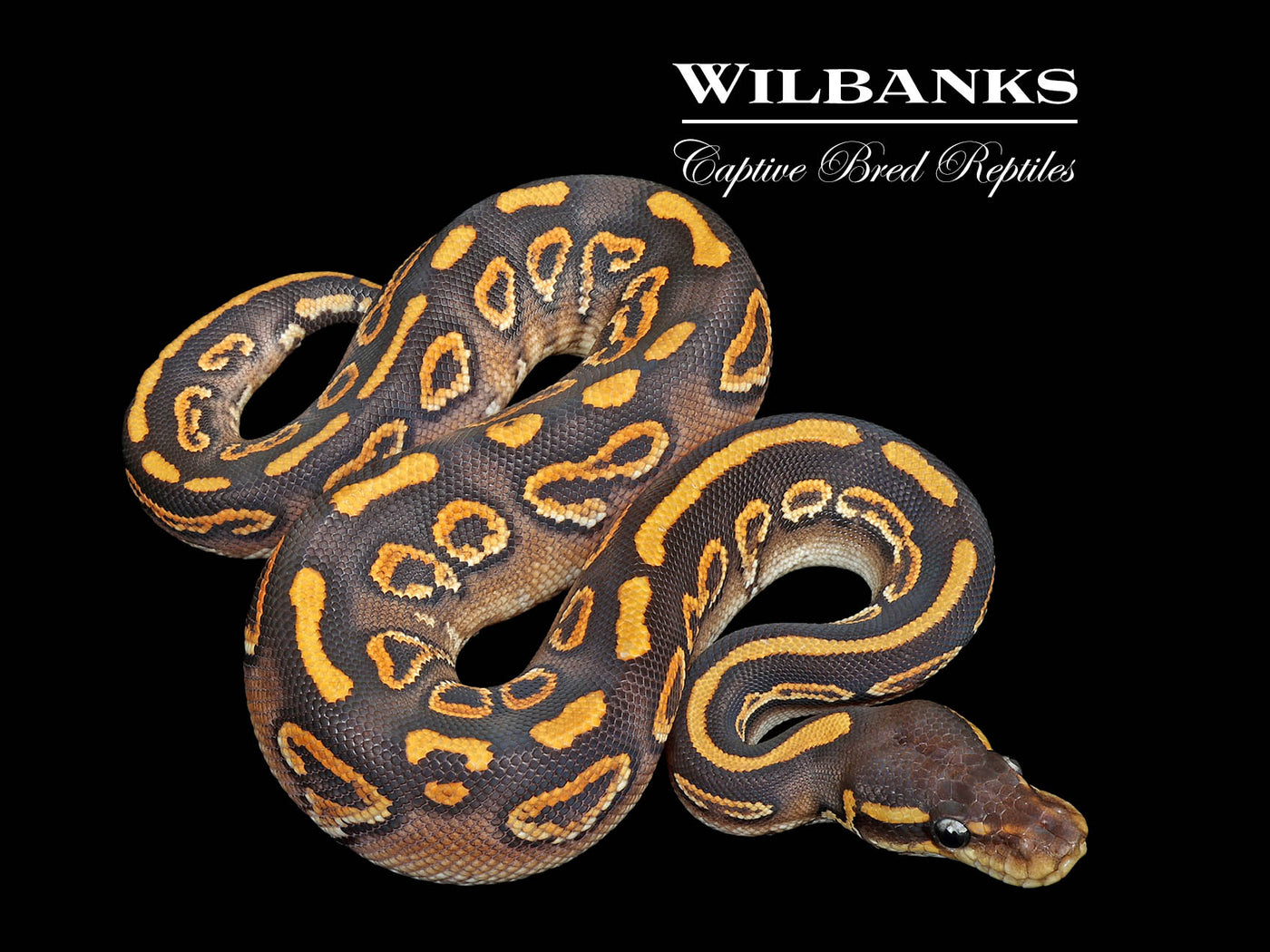 Black Pastel Mojave Yellow Belly 100% Het. Orange Crush Ball Python ♂ '24