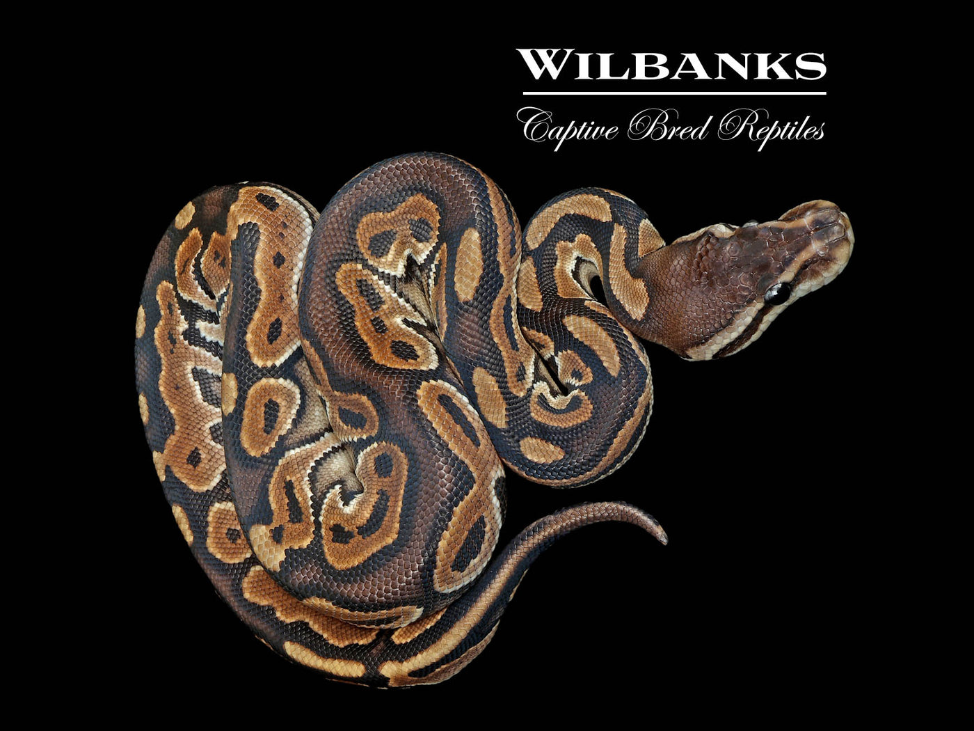 Cinnamon 100% DH Clown Pied Ball Python ♀ '25