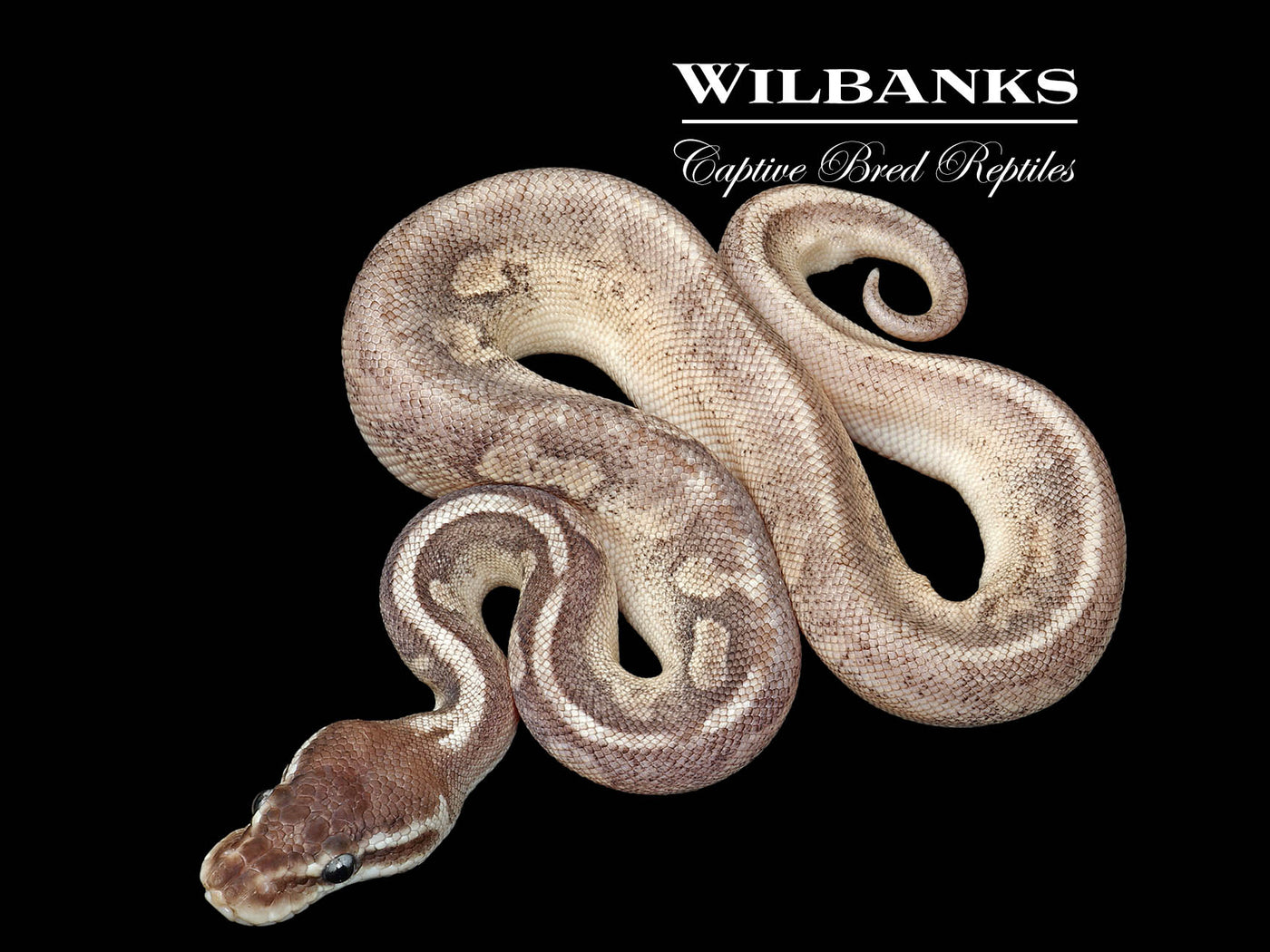 Blackhead Pewter 100% DH Clown Pied Ball Python ♂ '25