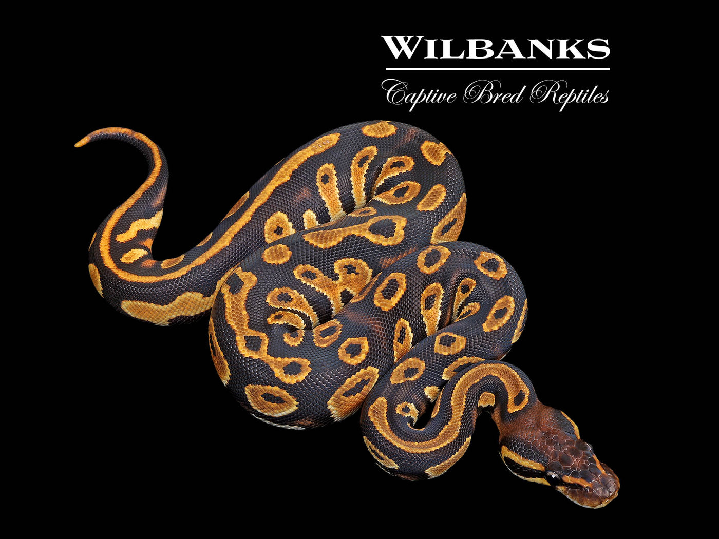 Blackhead Orange Dream 100% DH Clown Pied Ball Python ♀ '25