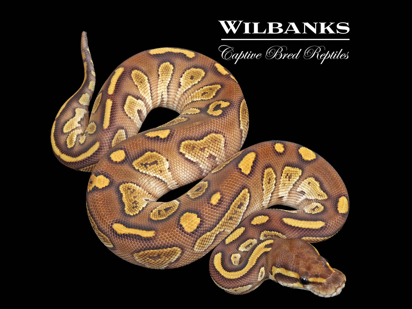 Blackhead Butter Ball Python ♀ '25