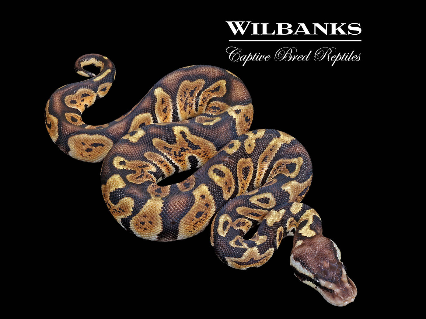 GHI Pastel Ball Python ♀ '25