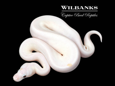 Banana Super Fire Ball Python ♂ '25