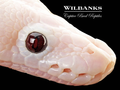Banana Super Fire Ball Python ♂ '25