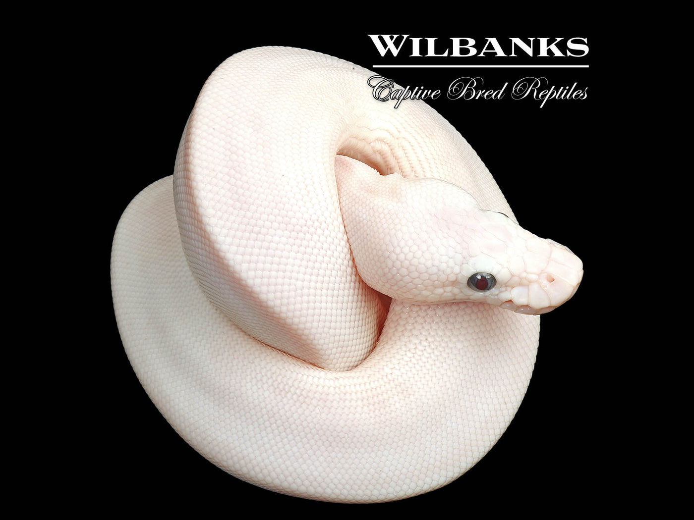 Blue Eyed Leucistic (Mojave Butter) Ball Python ♀ '25