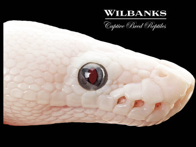 Blue Eyed Leucistic (Mojave Butter) Ball Python ♀ '25