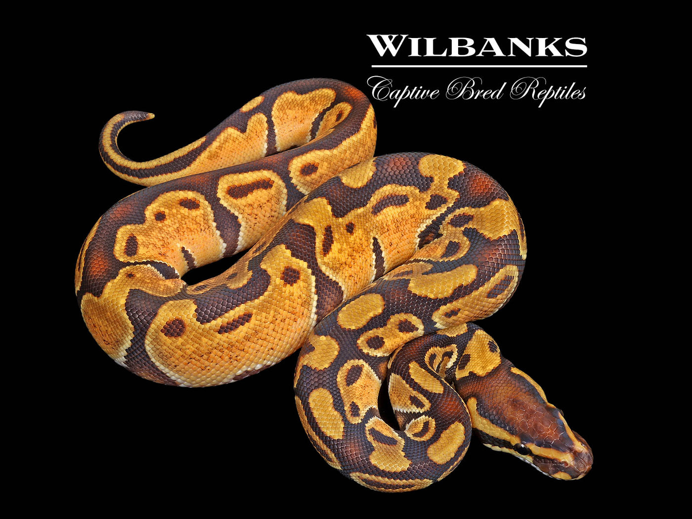 Enchi 100% Het Lavender Albino Ball Python ♀ '25
