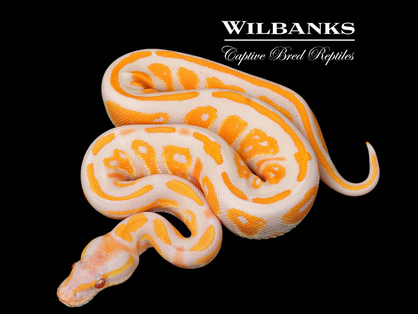 Lavender Albino Blackhead Ball Python ♂ '25