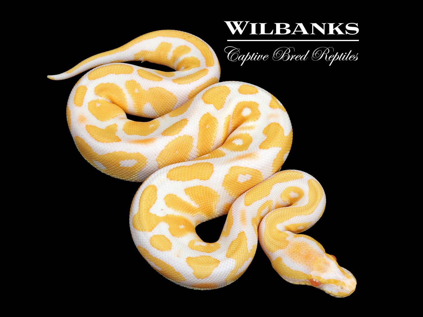 Albino Ball Python ♀ '25