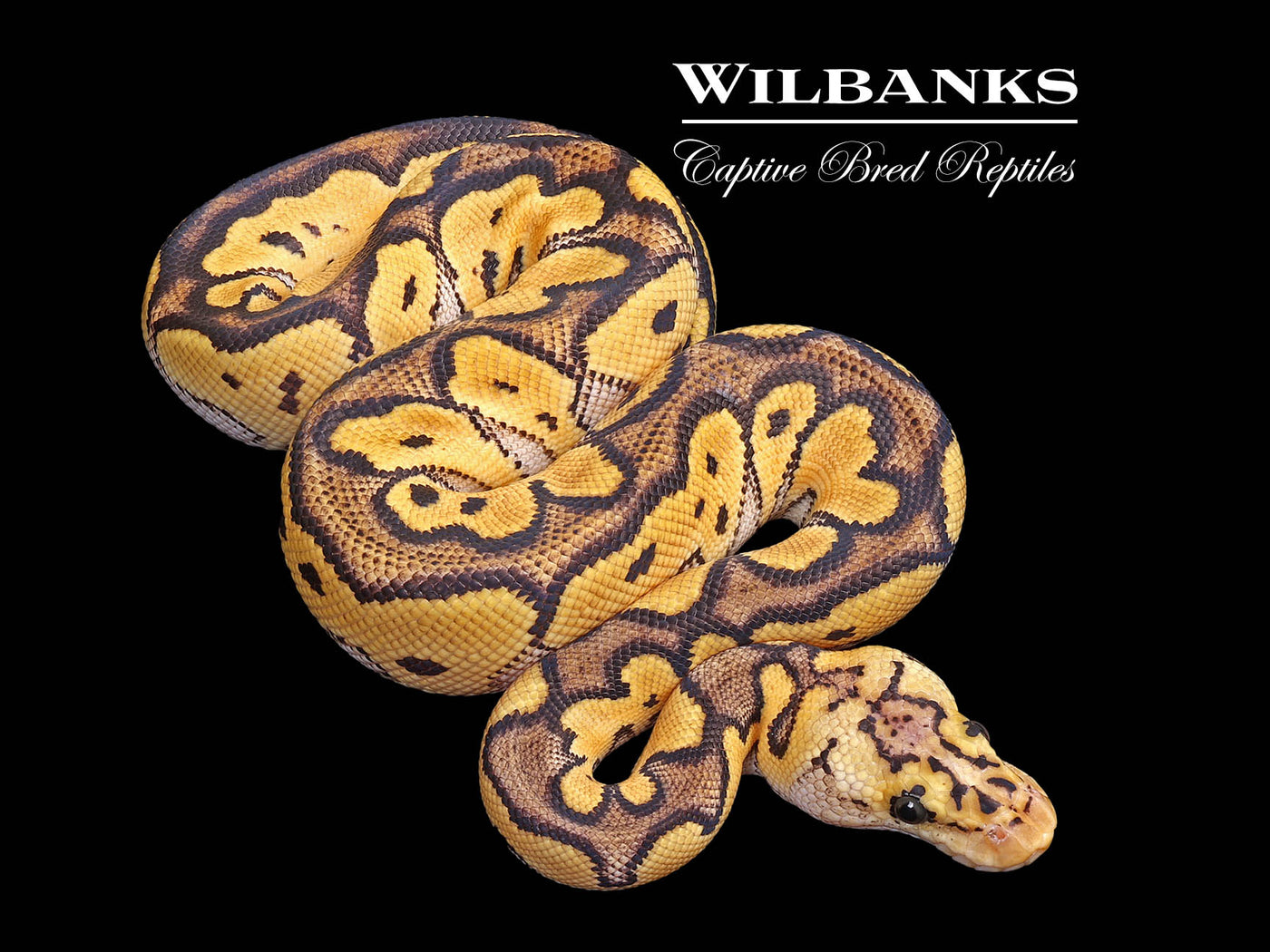 Pastel Orange Dream Clown Ball Python ♂ '25