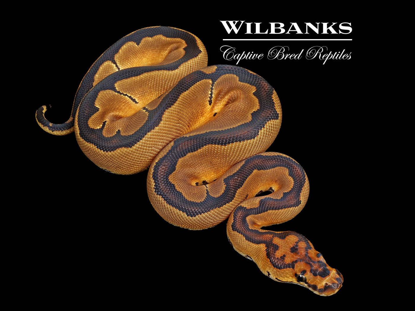 Clown Ball Python ♀ '25