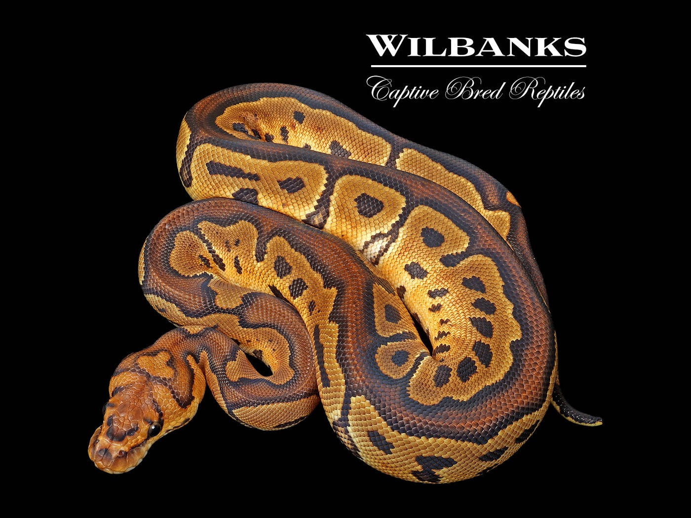 Clown Ball Python ♀ '25