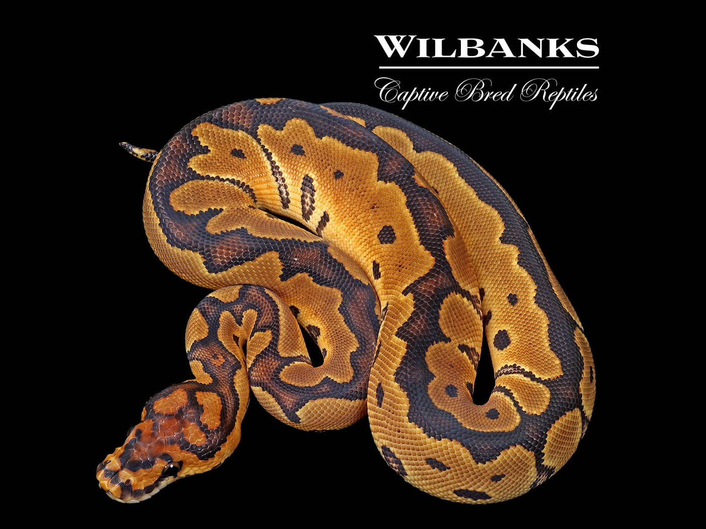 Clown Ball Python ♀ '25