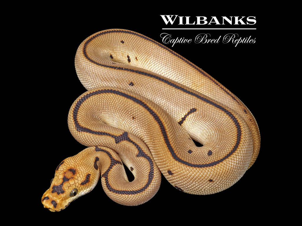 洋書 The Complete Ball Python The Complete Guide to Ball Python Ownership and Care