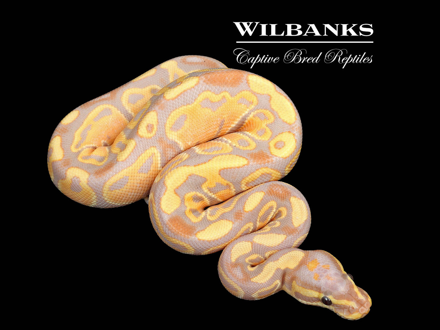 Banana 100% Het. Clown Ball Python ♂ '25