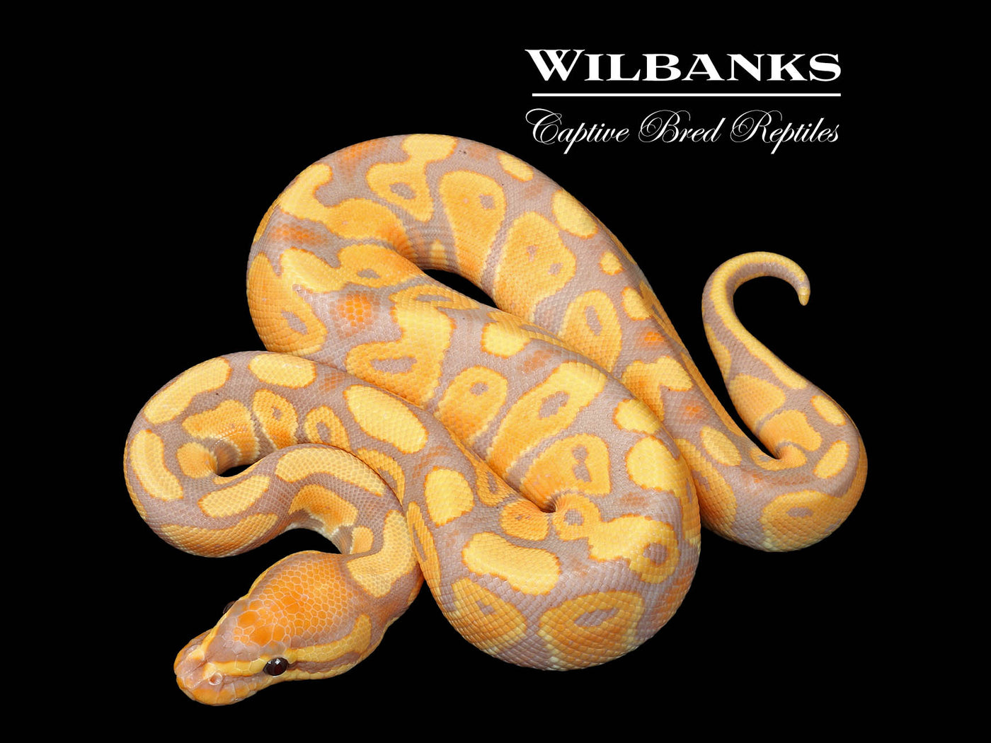 Banana 100% Het. Clown Ball Python ♂ '25