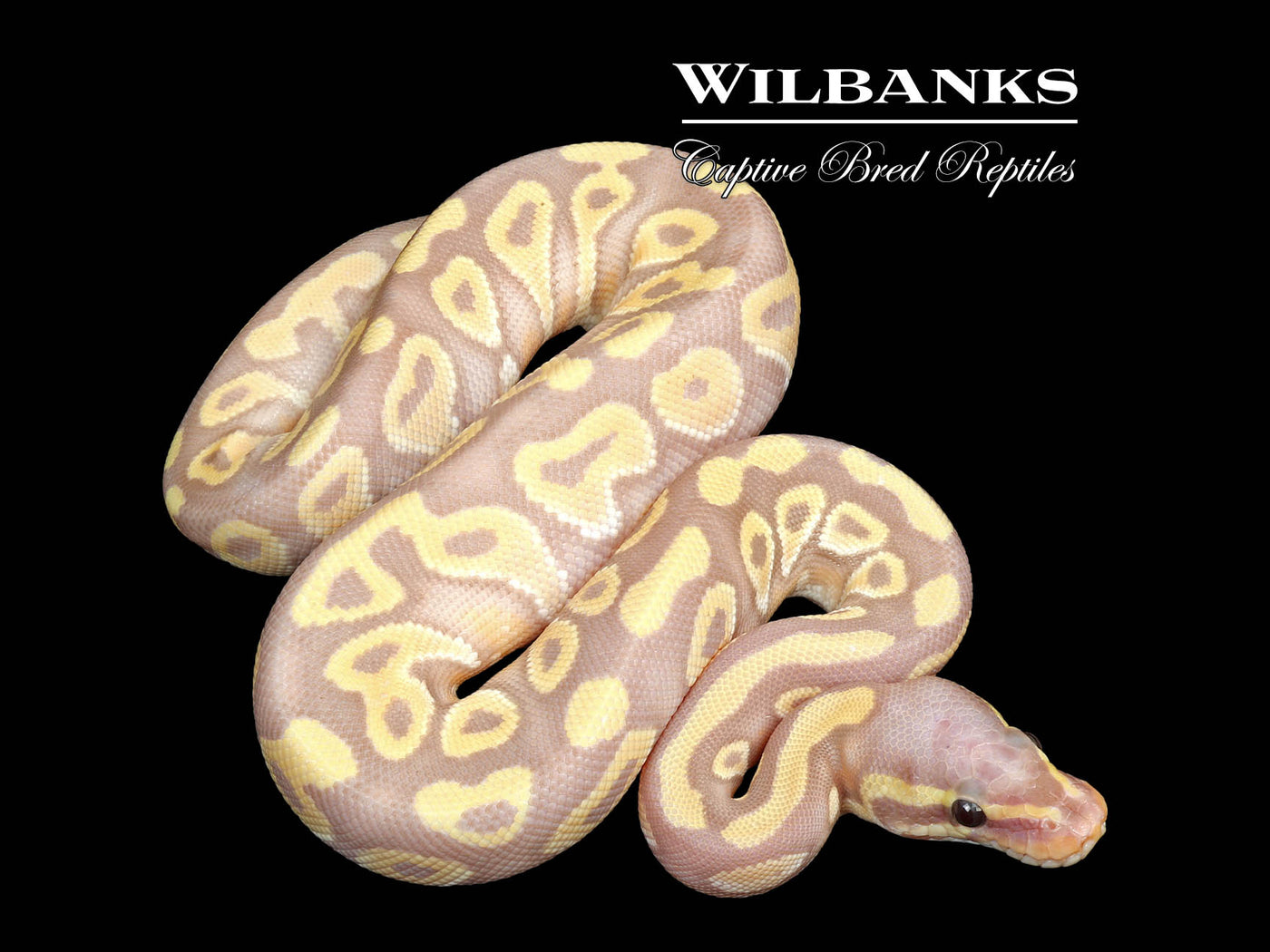 Banana Mojave Ball Python ♂ '25