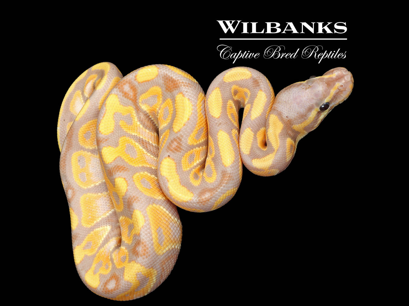 Banana Ball Python ♂ '25