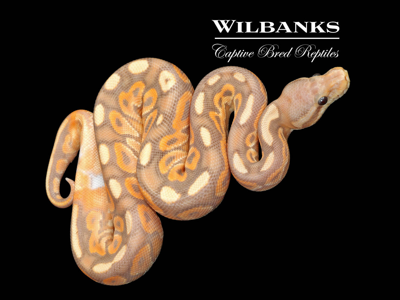 Banana Cinnamon Ball Python ♂ '25