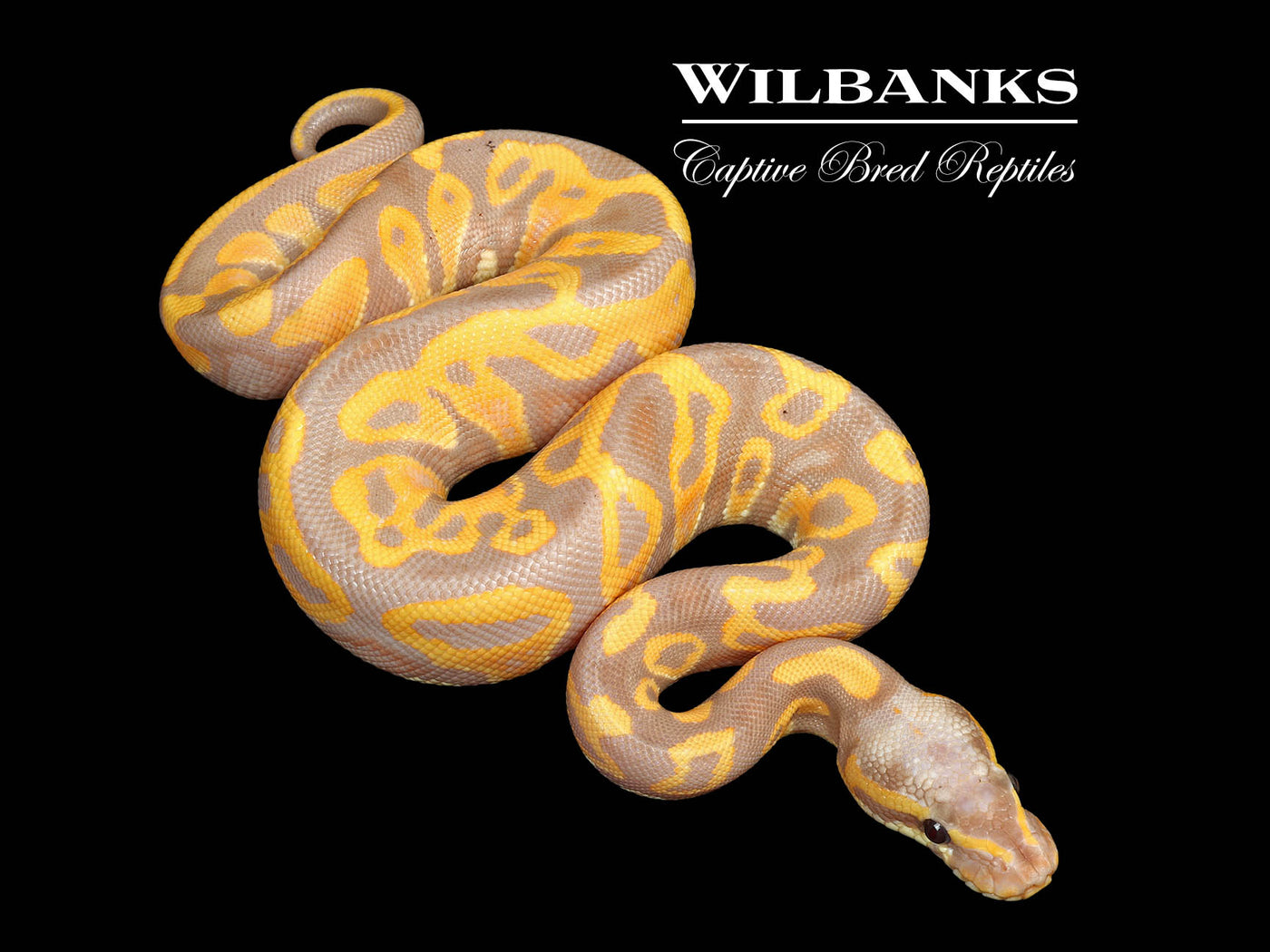 Banana Leopard Ball Python ♂ '25