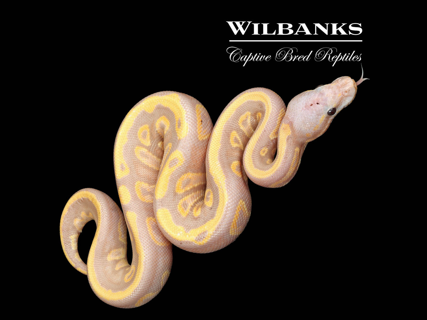 Banana Mahogany 100% Het. Pied Ball Python ♂ '25
