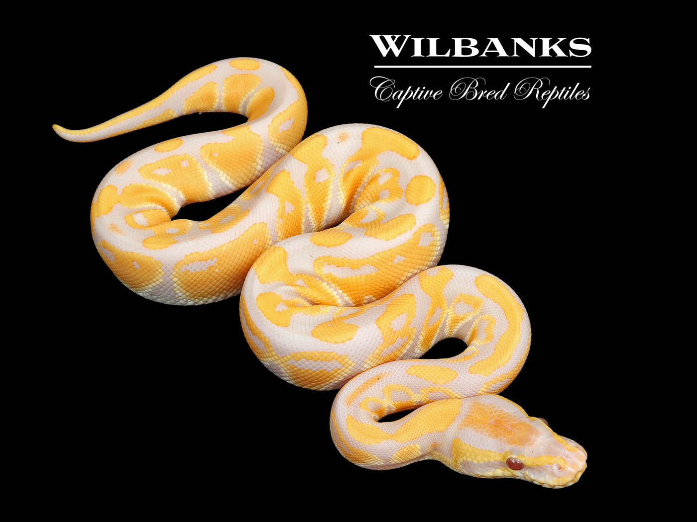 Lavender Albino 100% Het. VPI Axanthic Ball Python ♂ '25