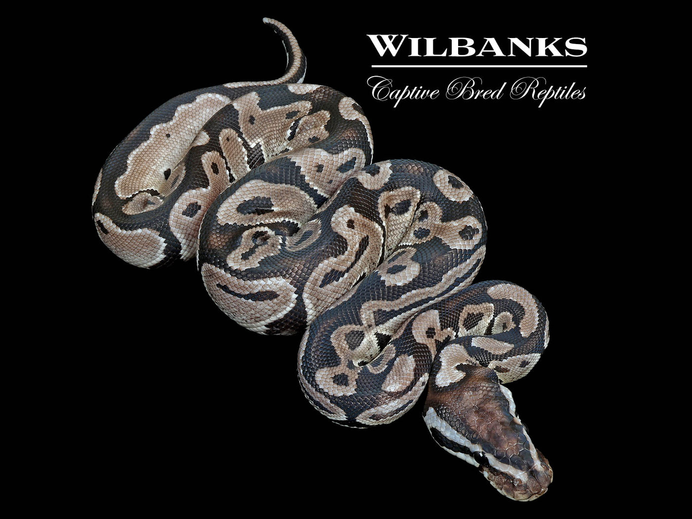 Axanthic (VPI) 100% Het. Lavender Albino Ball Python ♂ '25