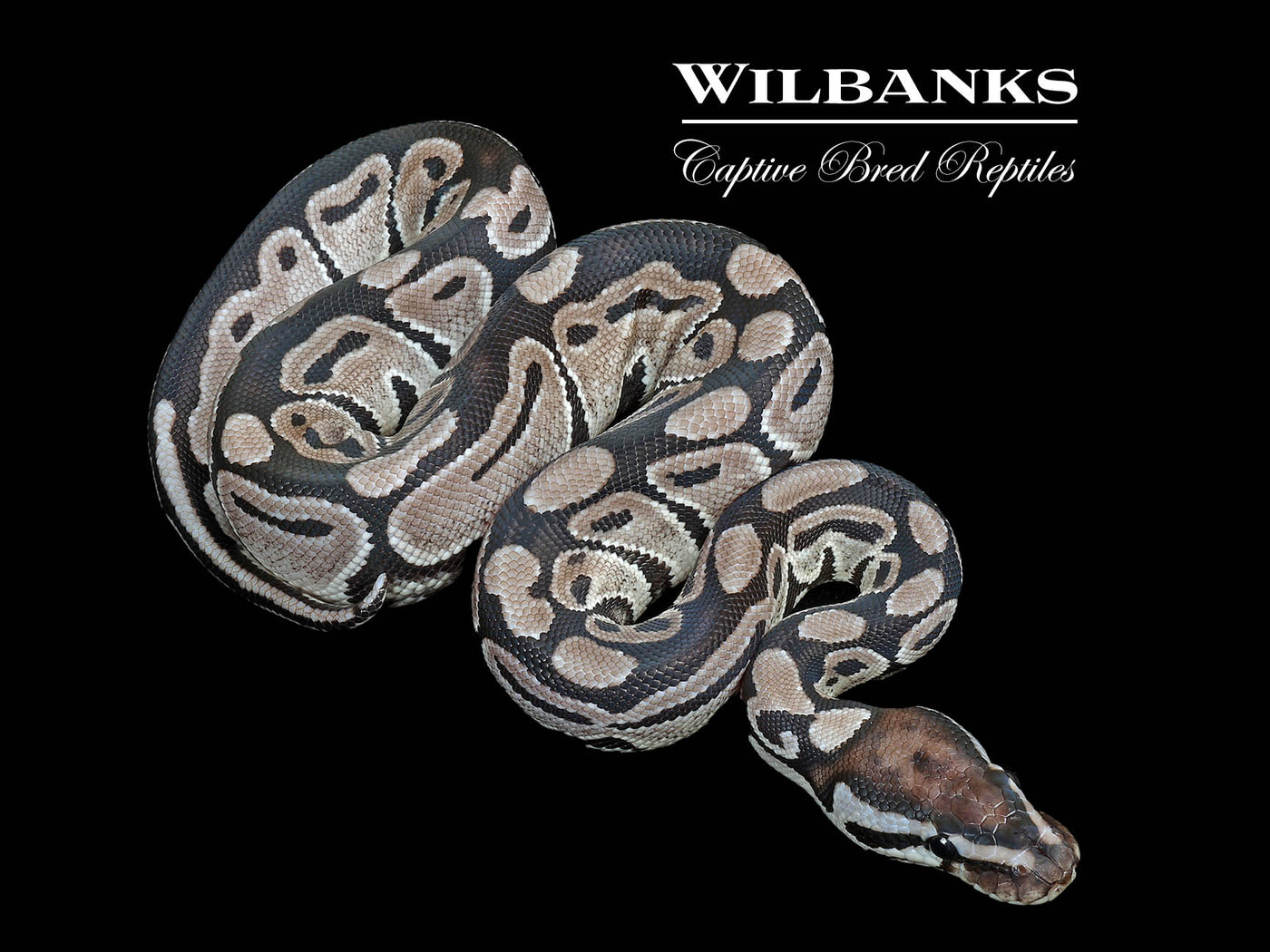 Axanthic (VPI) 100% Het. Lavender Albino Ball Python ♀ '25